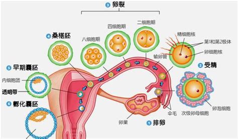 泰国试管婴儿移植