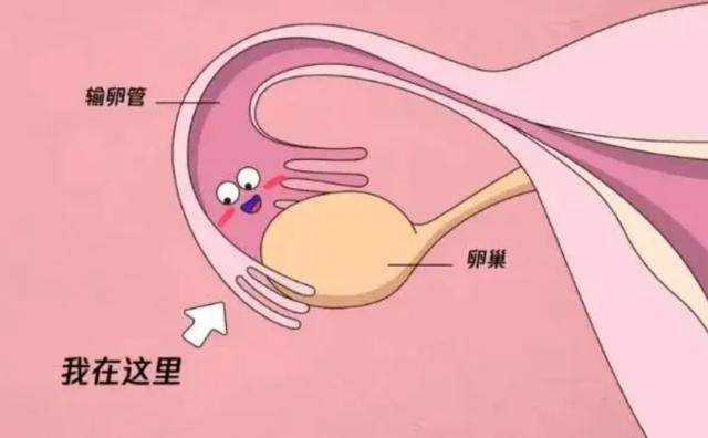 泰国试管