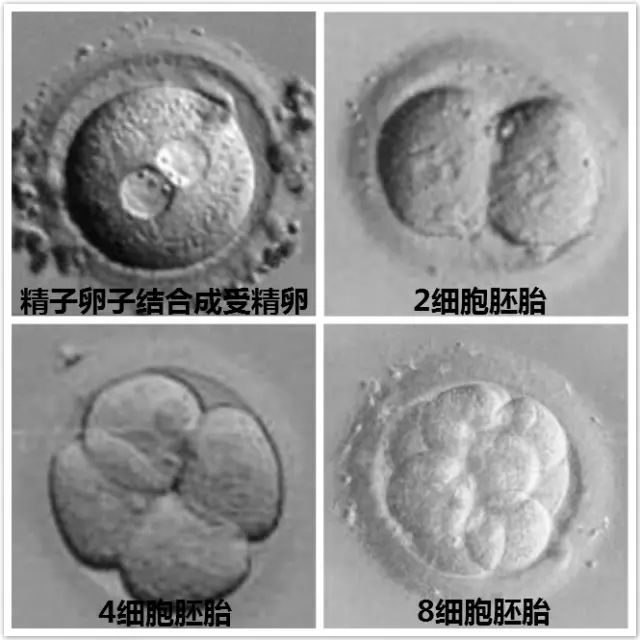 泰州有偿招聘捐卵女孩