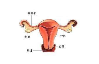 泰州供卵代怀
