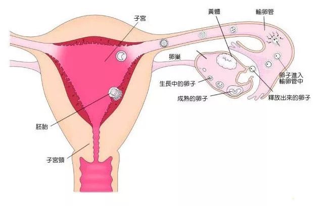 泰国捐卵公司