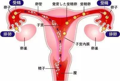 泰安有偿招聘捐卵女孩